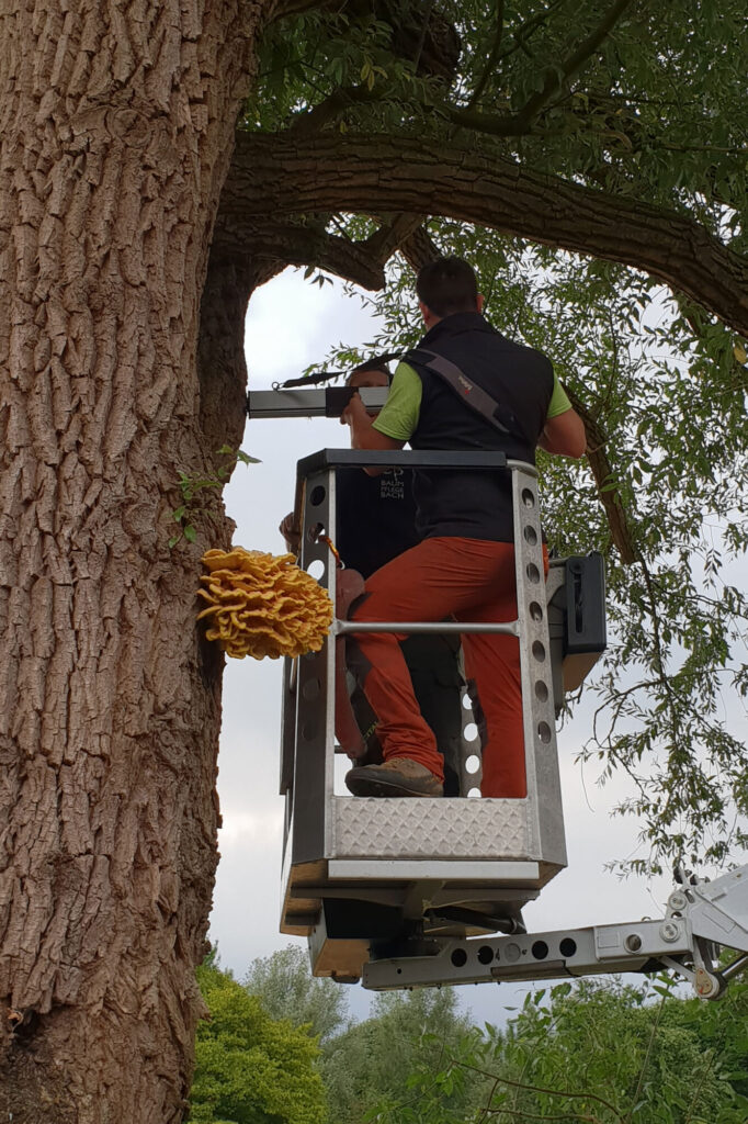 Baumkontrolle Gesundheitspruefung Baumbestandskontrolle Baumpflege Bach
