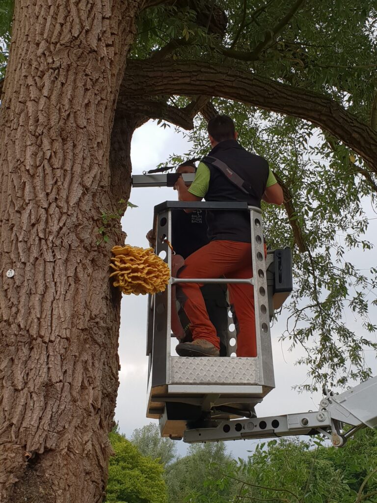 Baumkontrolle Gesundheitspruefung Baumpflege Bach
