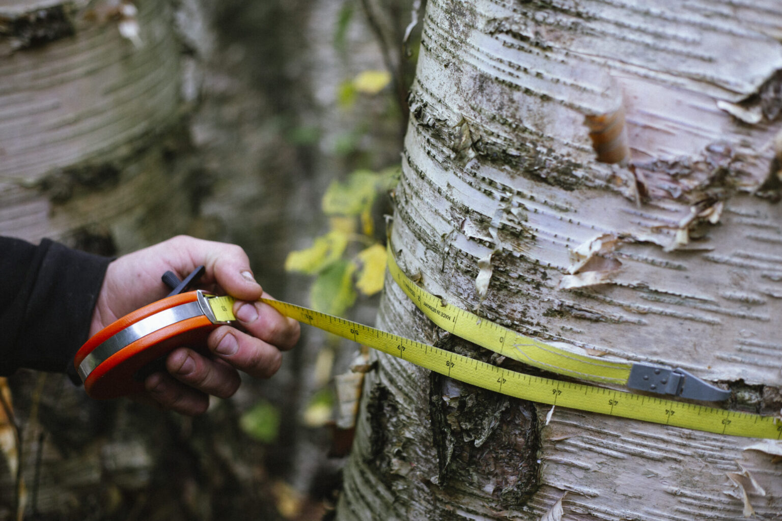 Baumkontrolle Gesundheitspruefung Umfang Baumpflege Bach