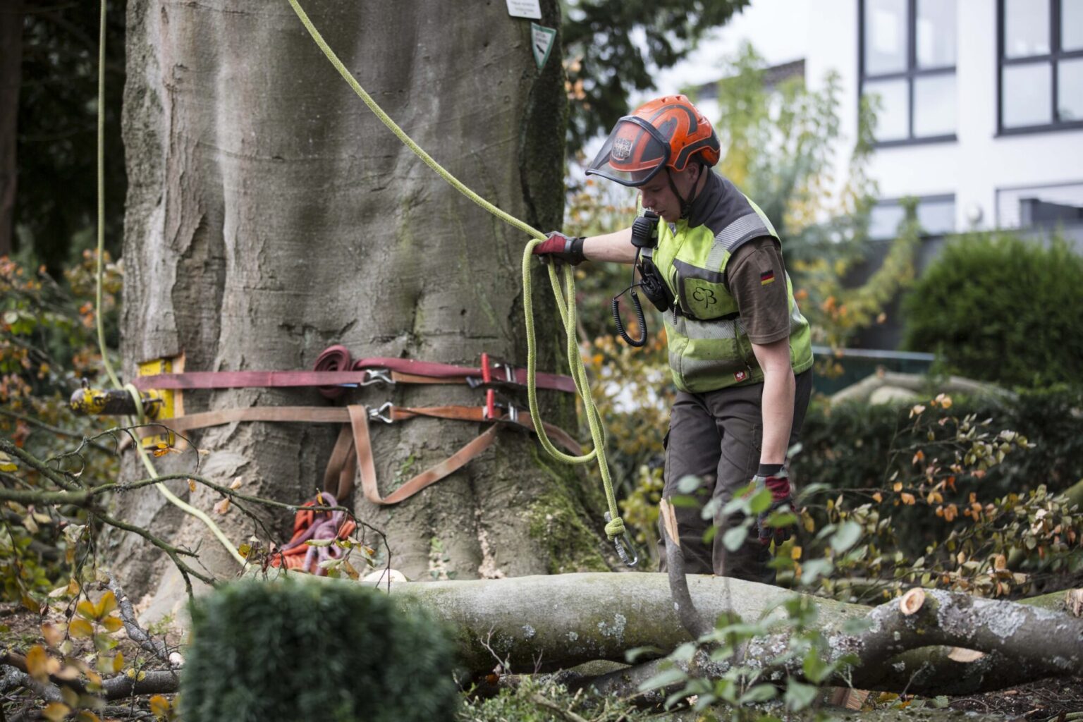 Baumfaellung Baumsanierung Sicherheit Baumpflege Bach