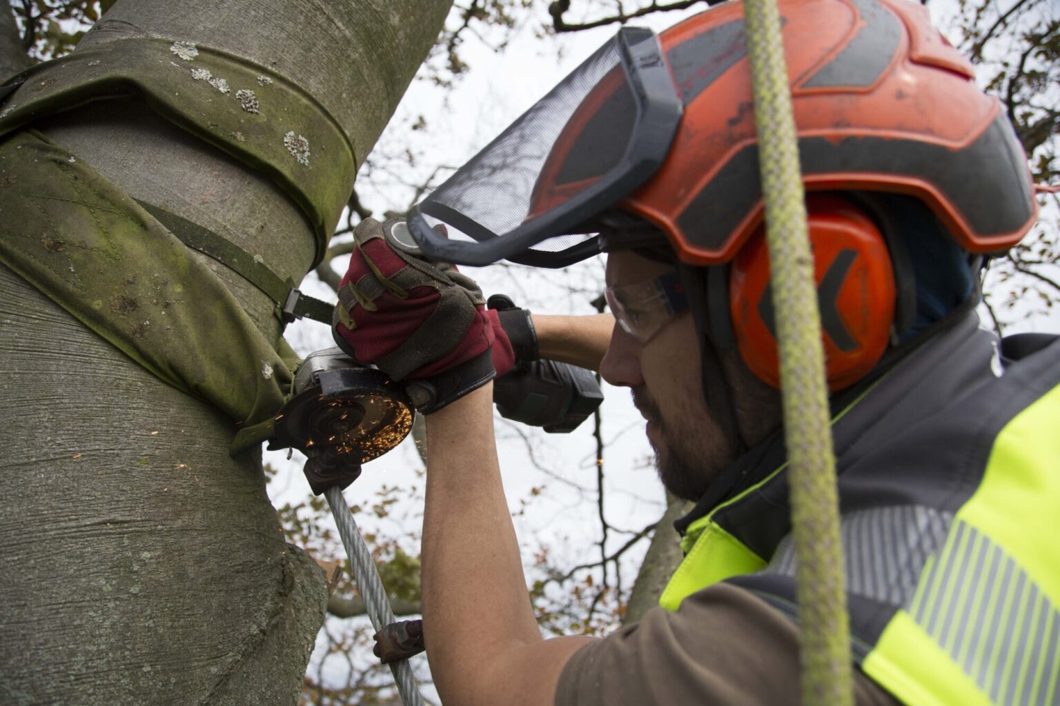 Befestigung Kronensicherung Baumschnitt Forst Baumpflege Bach